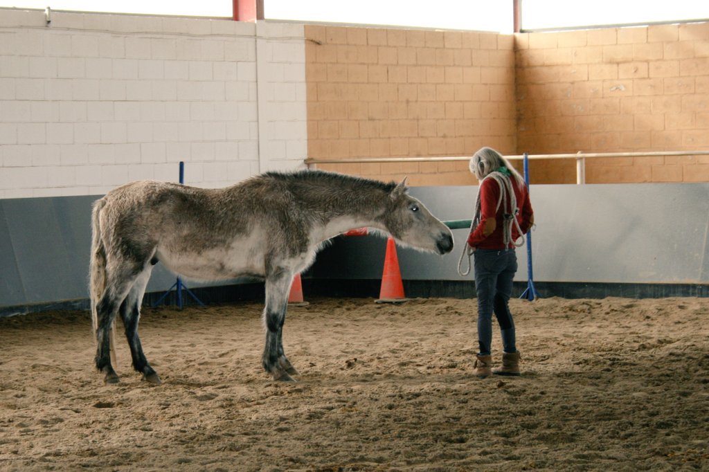 FGanaderia's tweet photo. Un conocimiento profundo de la etología equina permite racionalizar el manejo del caballo. Gracias Lucy Rees por compartir tu sabiduría. #elaulafueradelaula #aula_empresa #FSE_AulaEmpresa_CyL #lucyrees @FGanaderia @IESTorresVi https://t.co/316AplUZ7C