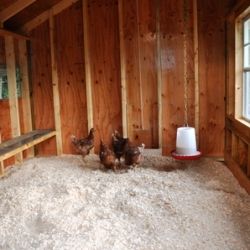 GrowPHX's tweet photo. Keep your chickens warm in the winter without power while creating rich compost for your garden - City Farming via @permaculturetip https://t.co/bMkAiKkF36 https://t.co/1Q05Mp0Ygh