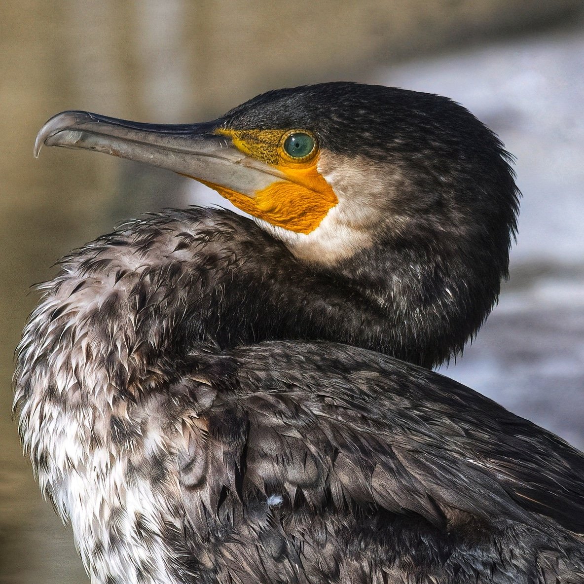 Great Cormorant portrait