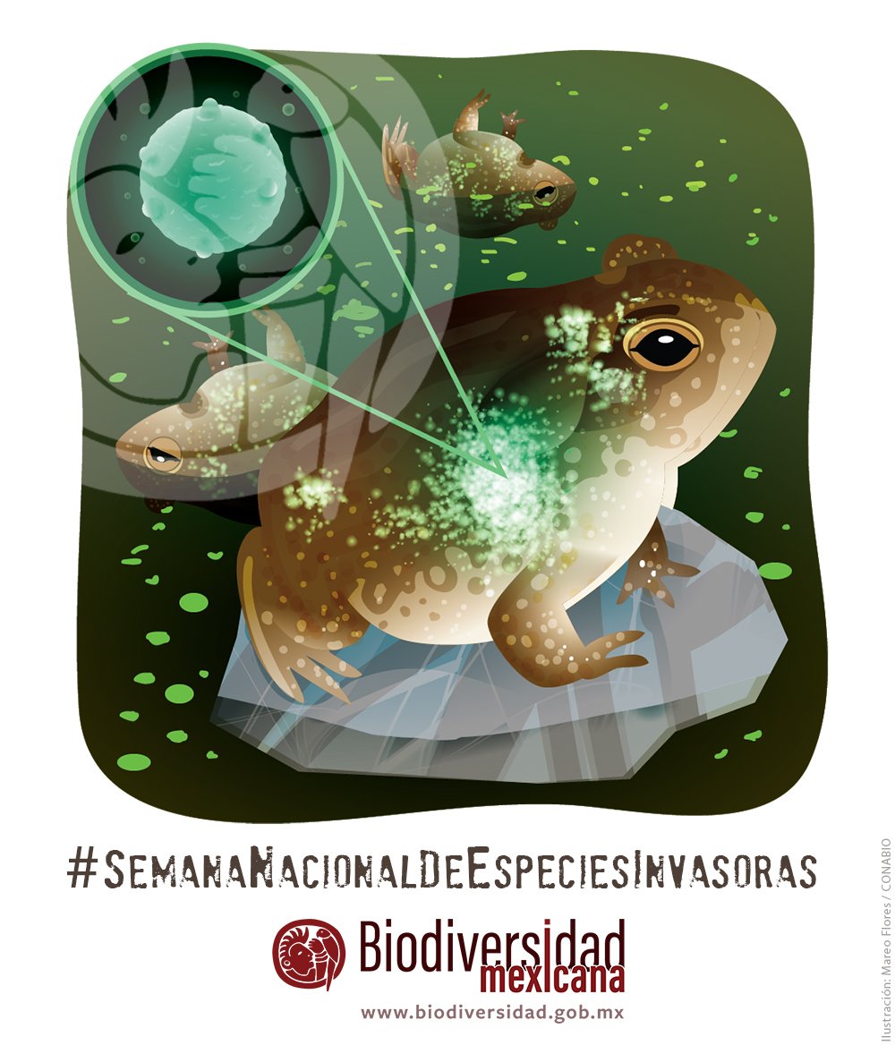 CONABIO's tweet photo. Sabías que una de las razones de extinción de los anfibios en el mundo es un hongo exótico llamado Batrachochytrium dendrobatidis (o Bd para los cuates). Las especies exóticas invasoras también pueden ser organismos microscópicos. 

https://t.co/1KuB3GfwgZ https://t.co/zIkPwjPxbr