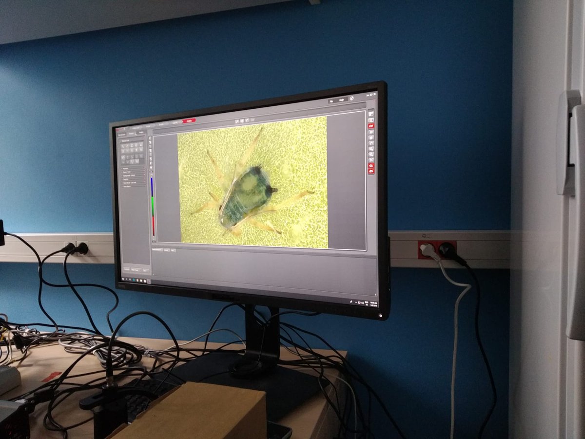 KarmaROVA's tweet photo. Hoy en @fcienciasugr @CanalUGR aprendiendo nuevas técnicas de microscopía estereoscópica para visualizar mejor a nuestros pulgones y hormigas con @JessForonda1 @IfapaJunta https://t.co/Zluora3Twj