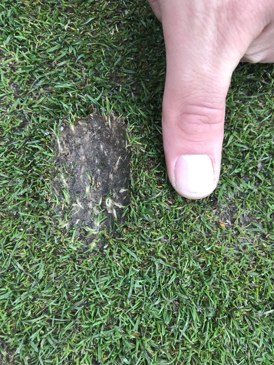 ScottGardnerCM's tweet image. This is sad. Of course you expect the odd one that could genuinely be missed but this was one of many that we repaired after today’s roll up. Left un-repaired disease can quite easily form and then become the second photo, fusarium spread on weak turf by un-repaired pitch marks