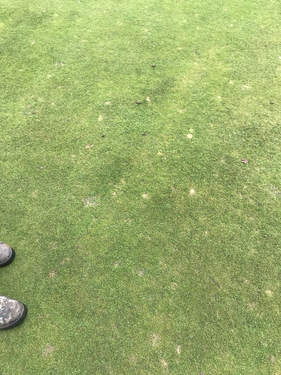 ScottGardnerCM's tweet image. This is sad. Of course you expect the odd one that could genuinely be missed but this was one of many that we repaired after today’s roll up. Left un-repaired disease can quite easily form and then become the second photo, fusarium spread on weak turf by un-repaired pitch marks