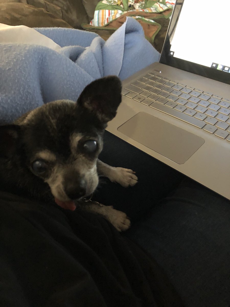 M2CEOPodcast's tweet photo. I have the best work partner. He helps he get so much done. He falls asleep on my lap so I have no choice but to sit there and keep working 😂 
.
.
#realestatemom #realestateeducation #realestateinvestor #realestatepodcast #workdog #homelife #realestatepet #realestateutah #m2ceo https://t.co/xKYZ5dhJjI