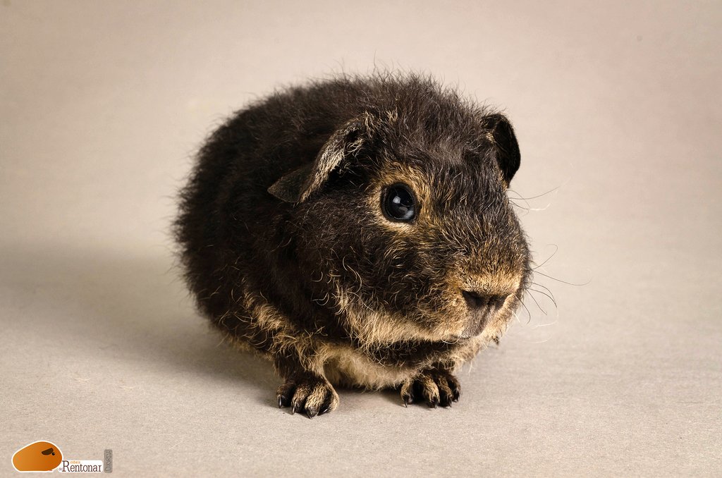 CobaisRentonar's tweet photo. Eliot del Rentonar, un pequeño Us teddy con la peculiar marcación Black Otter. ( Negro con marcas en color crema -barriga y anteojos ). 
#cobaisdelrentonar #cute #guineapig #guineapiggy #guineapig  #cavia #cavies #caviashow #caviario #cobi #cobis #caviabreed #breedguineapig https://t.co/0u1PKjqeay