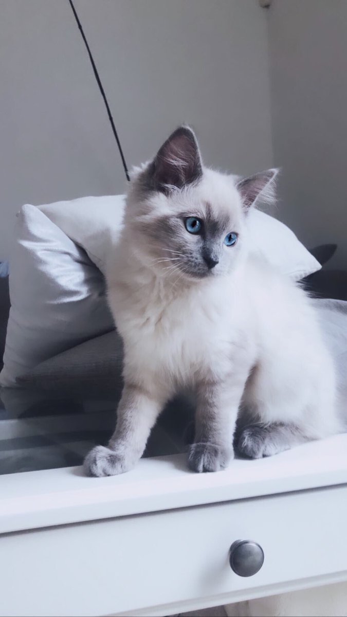 FeyMtz's tweet photo. @catsofinstagram https://t.co/MtCEUQWiff