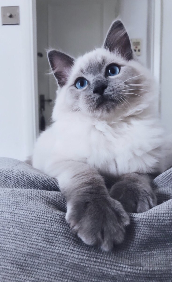 FeyMtz's tweet photo. @catsofinstagram https://t.co/MtCEUQWiff