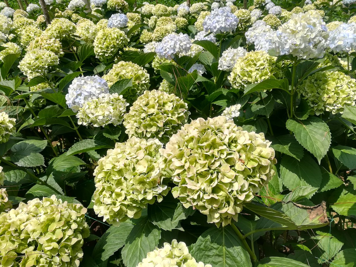 A sea of very lemon antiques hydrangeas!!
#florist 
#Flowers 
#MothersDay 
#FelizMiercoles 
#Hydrangea 
#americanflowers
#hortensias