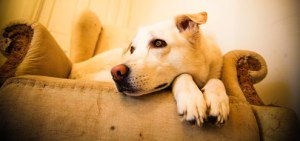 Dog lovers creating a list of life’s ‘must do’ adventures are now likely to consider inviting their beloved four-legged best friends along for the ride. bit.ly/2TwRpst