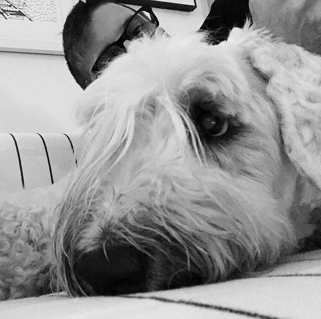 joshrubin's tweet photo. 16 today—happy birthday little Logan! Your terrier tenacity and never waining appetite always remind me of the power of perseverance
.
.
.
#sealyham #sealyhamterrier #sealyhamsofinstagram #olddogsrule https://t.co/5ioYboY9Zq https://t.co/VPVlkTRP10