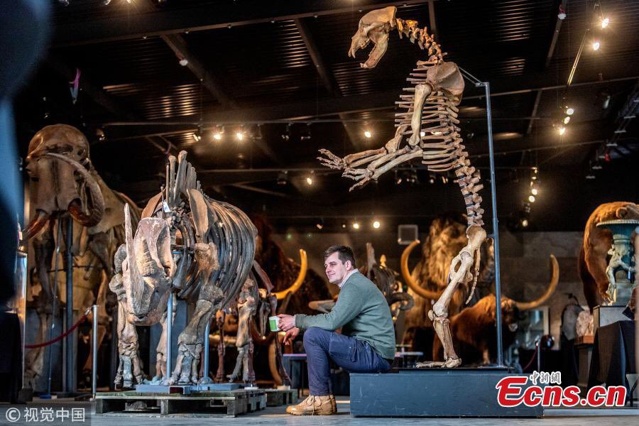Jamie_Woodward_'s tweet photo. Museum alert! Let’s get these #IceAgeBeasts on public display

Woolly rhino, cave bear and woolly mammoth up for auction at Summers Place https://t.co/EFtZ3W1XPk https://t.co/mFt5mVZugI