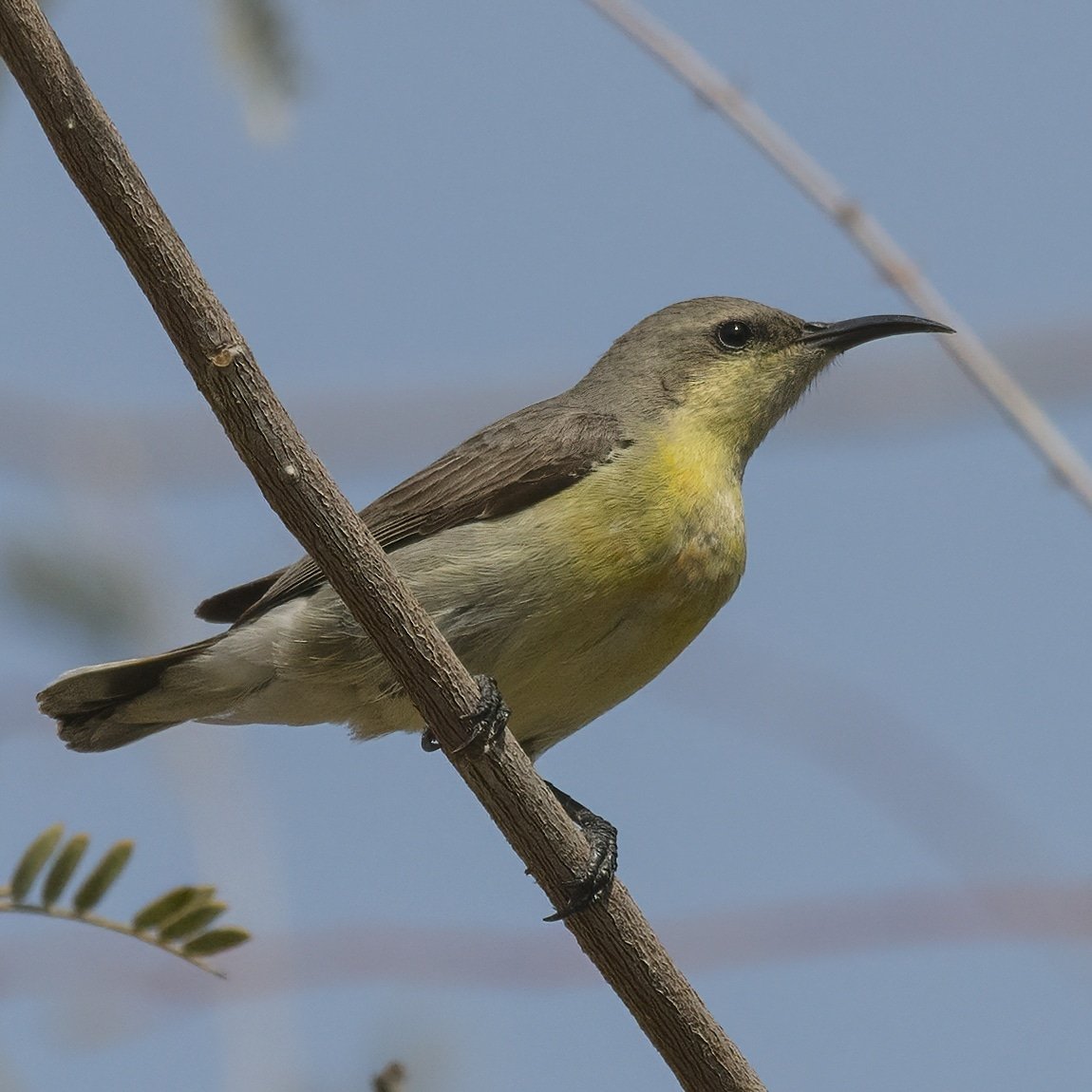 Purple Sunbird(female)