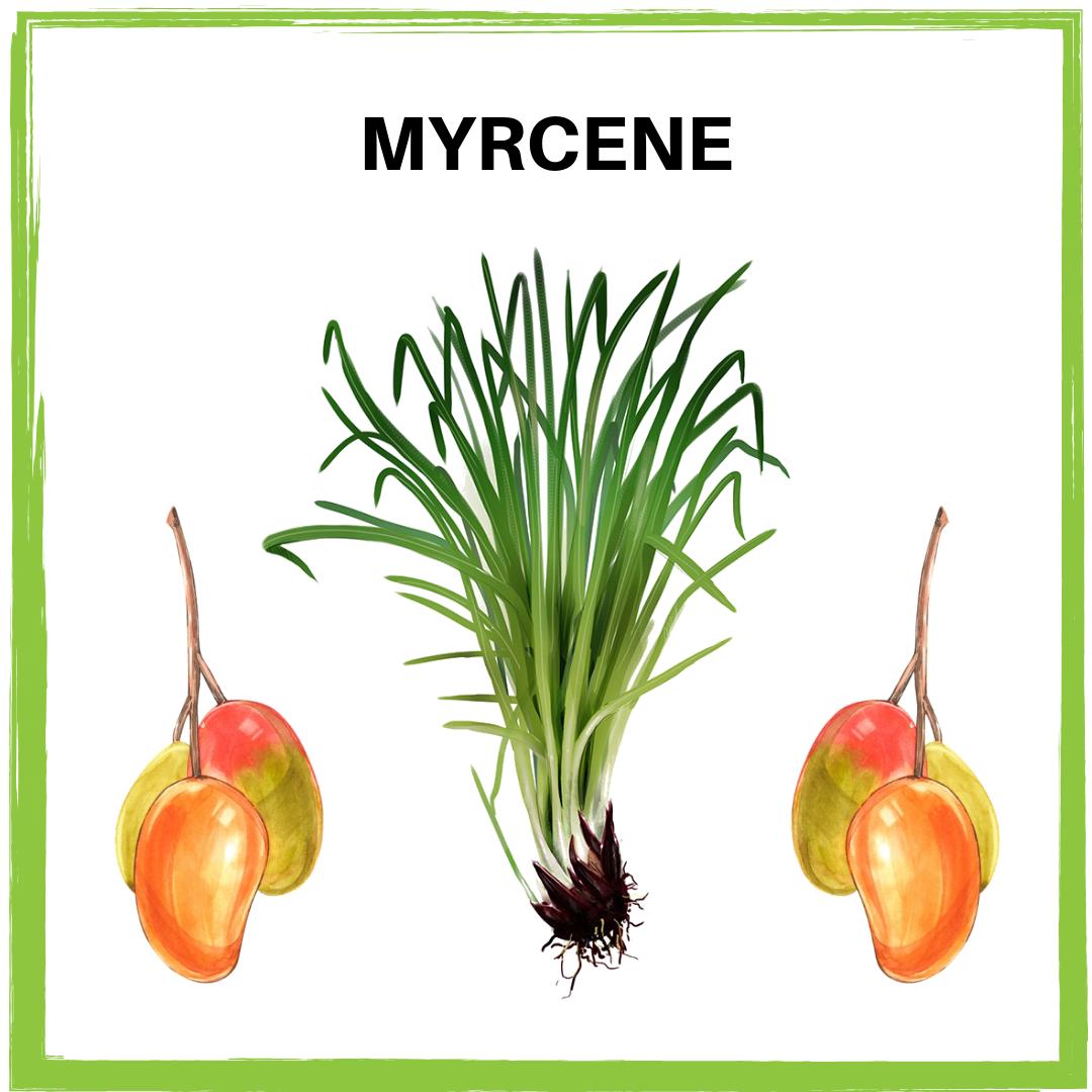 CaWellgreens's tweet photo. Myrcene is a terpene found in #cannabis, hops, lemongrass and mangoes. It's well known for its sedative effects &amp; works well as a sleep aid and muscle relaxant. Find myrcene in Wellgreens CA’s house favorite oil blends including Super Lemon Haze and Girl Scout Cookies. https://t.co/ZOc0tsjetG