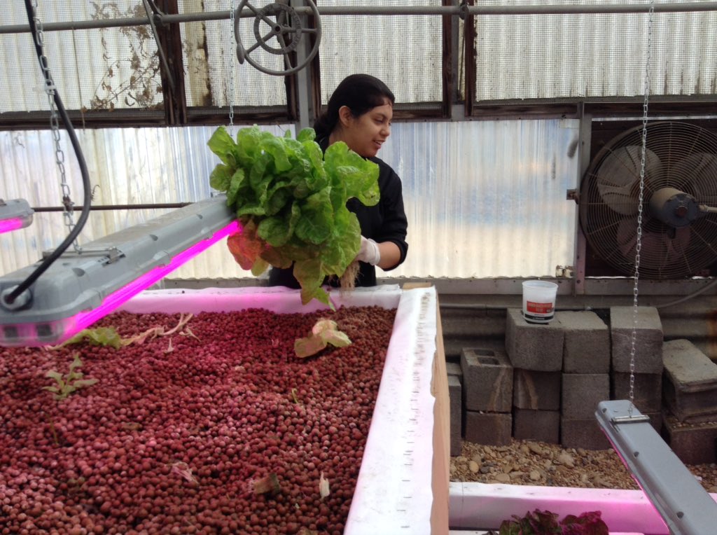 ACCSustainGo's tweet image. Today the ACC Sustainability Team donated Aquaponics lettuces to the Culinary program for their Off the Pike restaurant tomorrow!  #APSGreen. @APSCareerCenter @Margaretchungcc @micah_pep