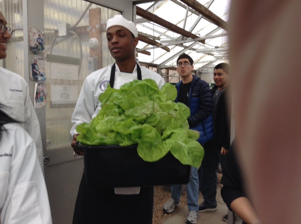 ACCSustainGo's tweet image. Today the ACC Sustainability Team donated Aquaponics lettuces to the Culinary program for their Off the Pike restaurant tomorrow!  #APSGreen. @APSCareerCenter @Margaretchungcc @micah_pep