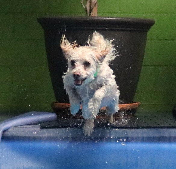 2hnds4pwsrehab's tweet photo. Talk about a #FunSwim! See you tonight! #twohandsfourpaws https://t.co/6aGhap9F6X
