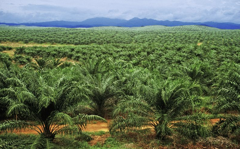 KaluVeda's tweet photo. Malaysian palm oil price rises on bullish market outlook

https://t.co/ruNVCoAI7j …

#PalmOil
#Malaysian #trading #Commodities #Malaysia #export #import #Commodity #forecast #business #Entrepreneur #supplychain #supply https://t.co/b3X3b6V6Pl