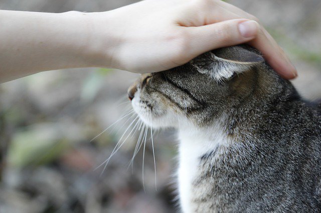 TimpAnimalHosp's tweet photo. What does it look like when your cat shows love and affection? These subtle clues will make you feel warm and fuzzy.
https://t.co/TrHspuyZg0

#Purr #cats #furbaby #snuggles #kittyloves https://t.co/VjNtHmpXSR