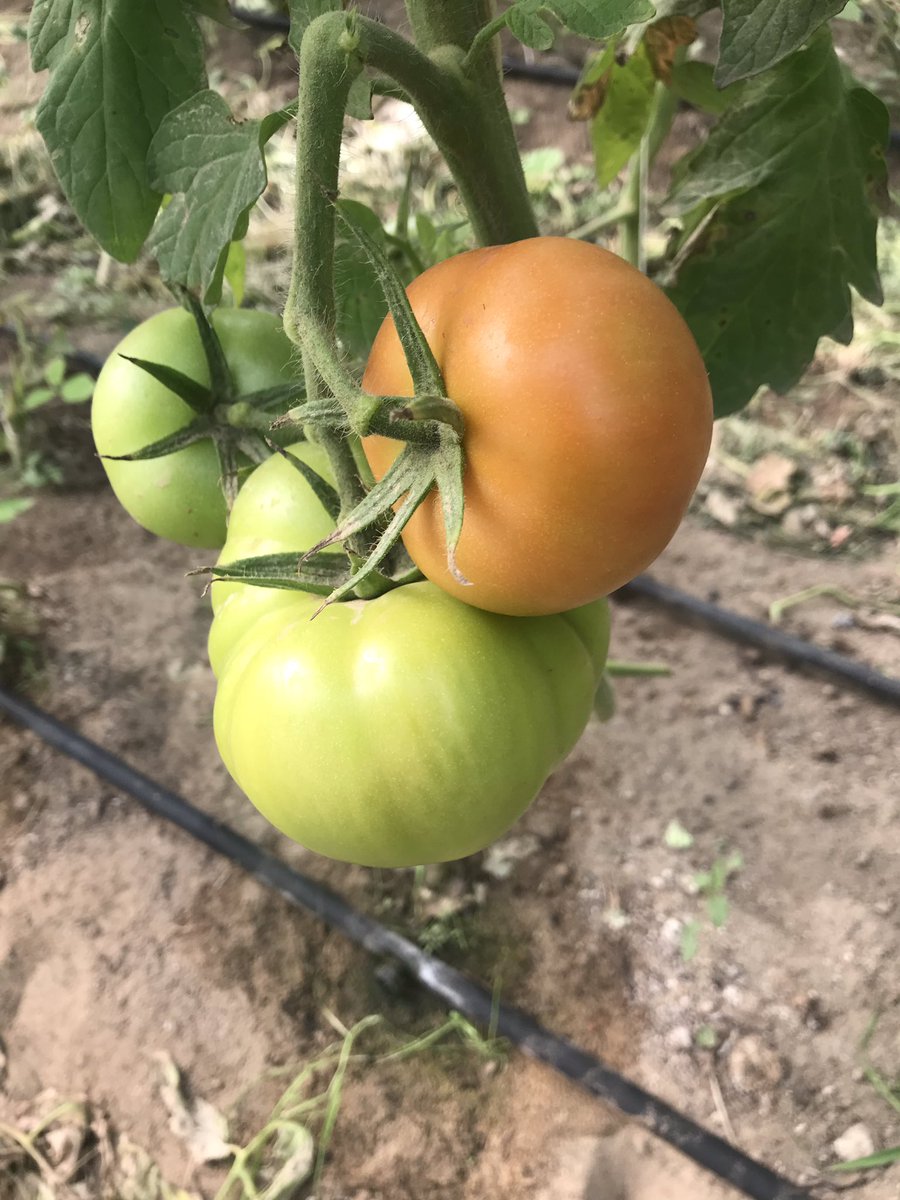 He2010Sayed's tweet image. اغتنم عروض مزارع البوعينين الجمعه ٨ مارس لتصلك جميع العروض واتس ٠٥٦٨٢٥١٦٧١