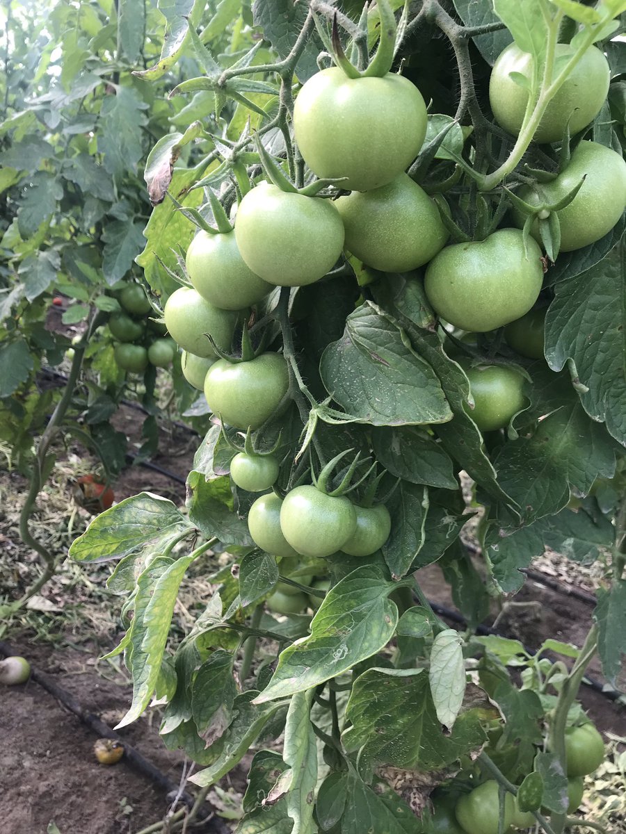 He2010Sayed's tweet image. اغتنم عروض مزارع البوعينين الجمعه ٨ مارس لتصلك جميع العروض واتس ٠٥٦٨٢٥١٦٧١