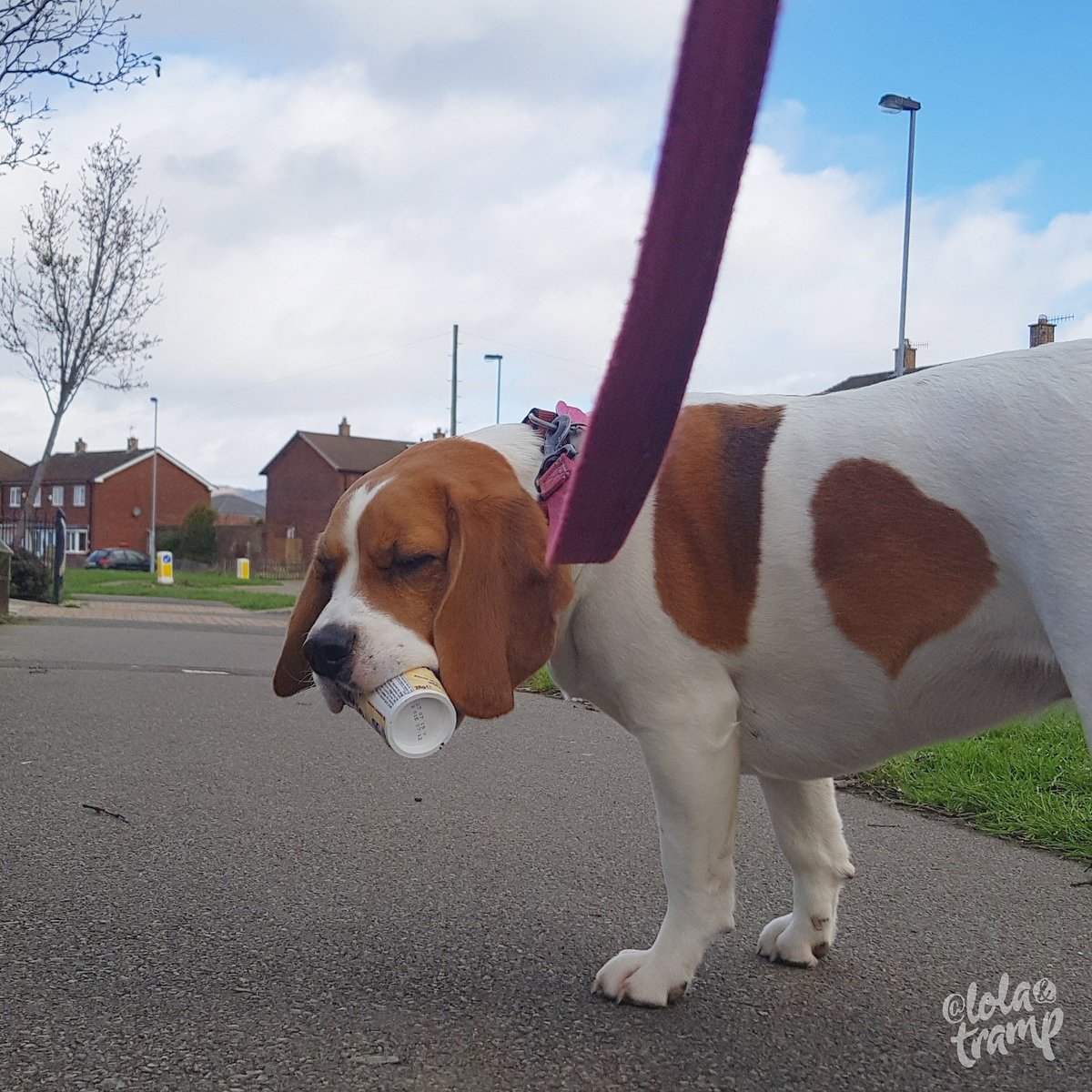 TrampLolaBeagle's tweet image. Come on hoomie I wanna get home and demolish this choc dip 😉😉😜😜❤❤
#Beagle #dogsoftwitter #hungerProblems