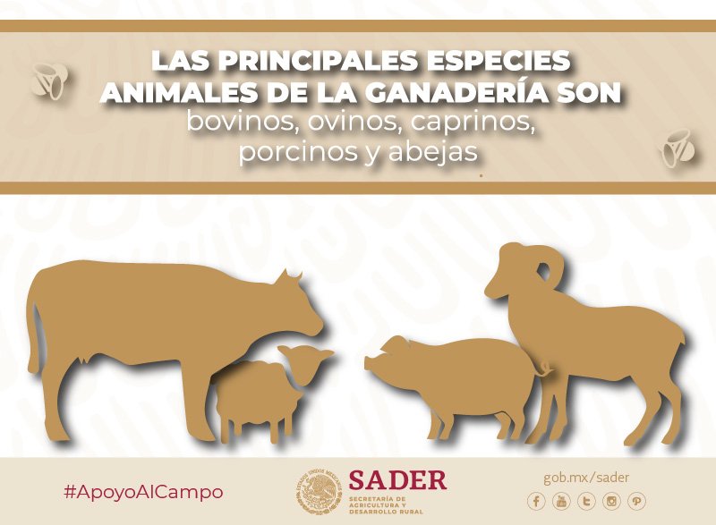 Agricultura_mex's tweet photo. La Ganadería contribuye al fortalecimiento de la economía, al cuidado del medio ambiente y la erradicación de la pobreza.
#DíaNacionalDeLaGanadería https://t.co/XMMxeynjKU