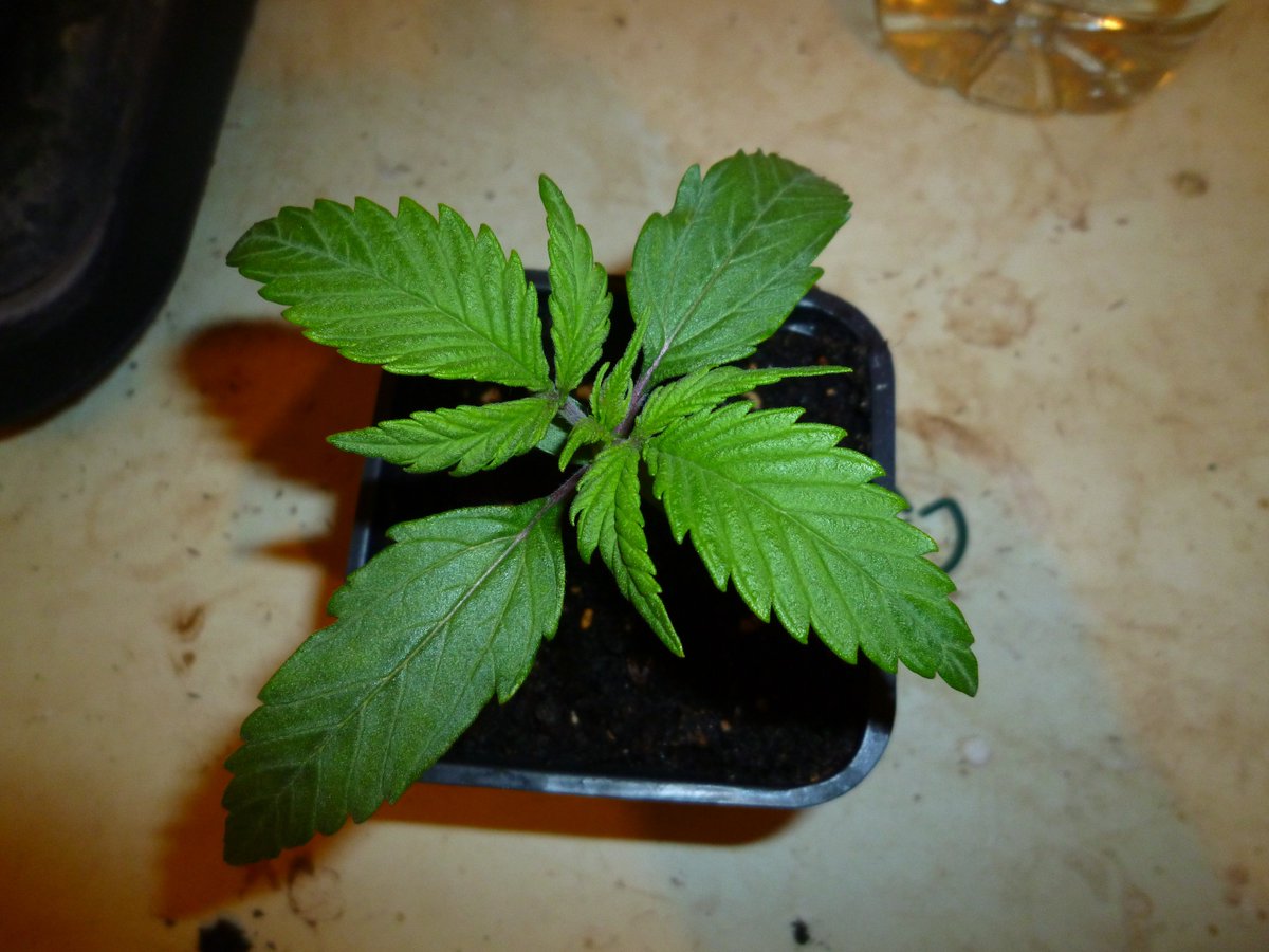 StephandjoG's tweet photo. #akfullauto from @sumoseeds
Vegetation day 11. Repot in 7l pots.
Roots are already pretty nice. #voodoojuice and #piranha from @advancednutes seems to be a nice combo π
Light is 600w #spiderfarmer from @meizhi_led
#sumoseeds #meizhi #advancednutrients #autoflowering https://t.co/JNXIuWX8HH