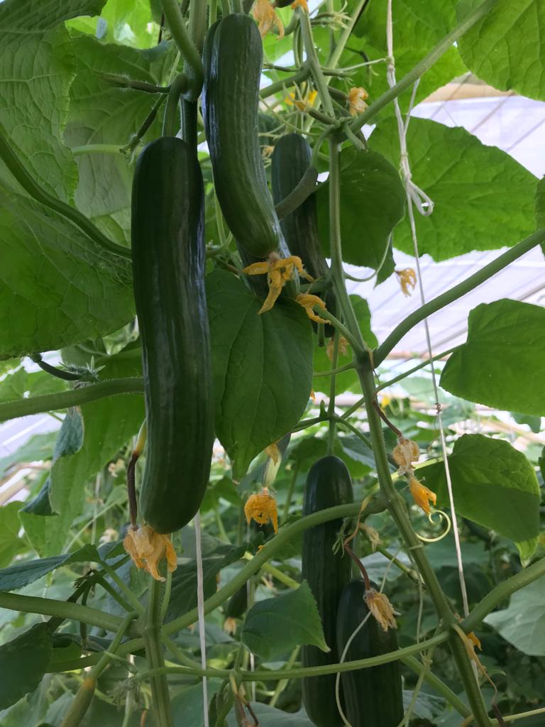 He2010Sayed's tweet image. الجمعه في مزارع البوعينين كشتات العاب اطفال ركوب خيل واقوي العروض علي الخضروات 0568251671 واتس للتواصل