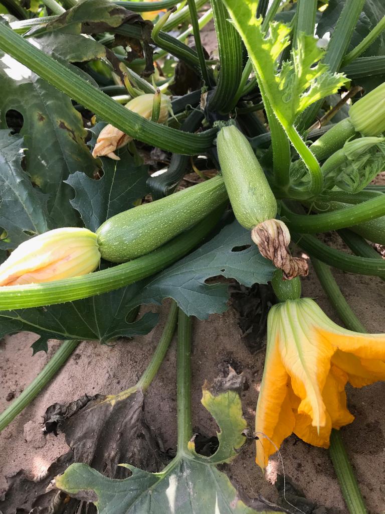 He2010Sayed's tweet image. الجمعه في مزارع البوعينين كشتات العاب اطفال ركوب خيل واقوي العروض علي الخضروات 0568251671 واتس للتواصل