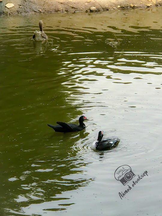 He2010Sayed's tweet image. مزارع البوعينين هي وجهتك في العطلات اغتنم الجلسات المجانيه واجواء ريفيه مع توفر العاب اطفال وركوب خيل 0568251671