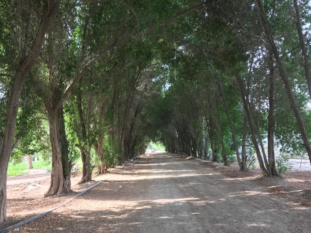 He2010Sayed's tweet image. مزارع البوعينين هي وجهتك في العطلات اغتنم الجلسات المجانيه واجواء ريفيه مع توفر العاب اطفال وركوب خيل 0568251671