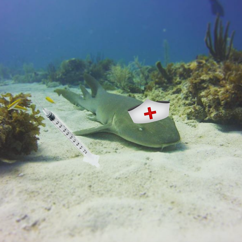 divebell3's tweet photo. Vaccines: Should they be a choice? And some common vaccines for divers https://t.co/8WyqKWxrFu https://t.co/f1ASOjmC8s