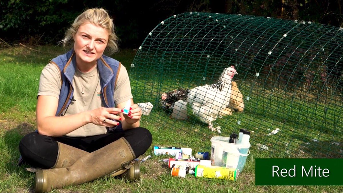 4️⃣days to go...! 😁🐔🐥🐣 #chickens #bantams #hens #pekinbantams #redmite #gardenhens #burygreenpoultry