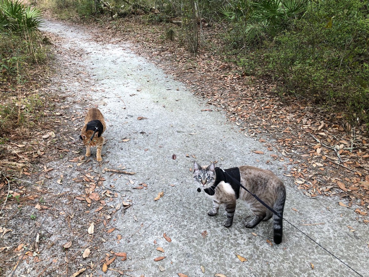 Walking the trail this morning. Reed Bingham St Pk, Adel GA. #kitties #vanlife #Georgia #trails #hiking