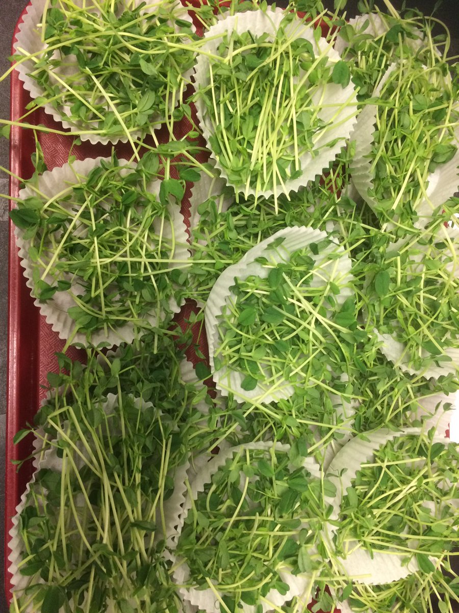AldershotElem's tweet photo. @AldershotElem @AVRCE_NS Enjoying #FarmtoSchool snack of pea shoots from #TaprootFarms. #Eatlocal. #HealthyBodies make #HealthyMinds. #WeLoveOurSchool❤️🙏😊 https://t.co/QxftOMh2tW