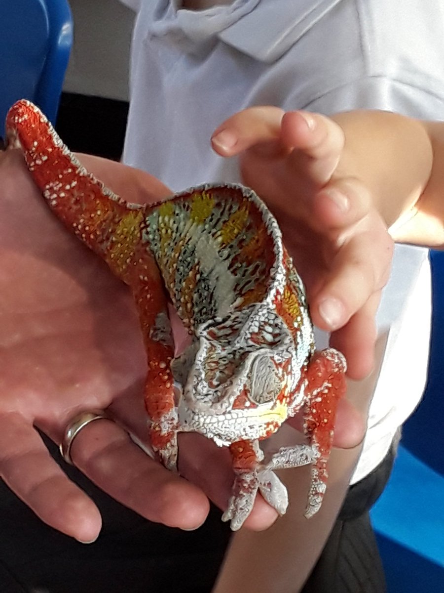 Year2TheHill's tweet photo. Year 2 has the best time yesterday learning about all the animals and their habitats. Thank you Luke from Quirks animal roadshow! https://t.co/PQEu2pgWgy