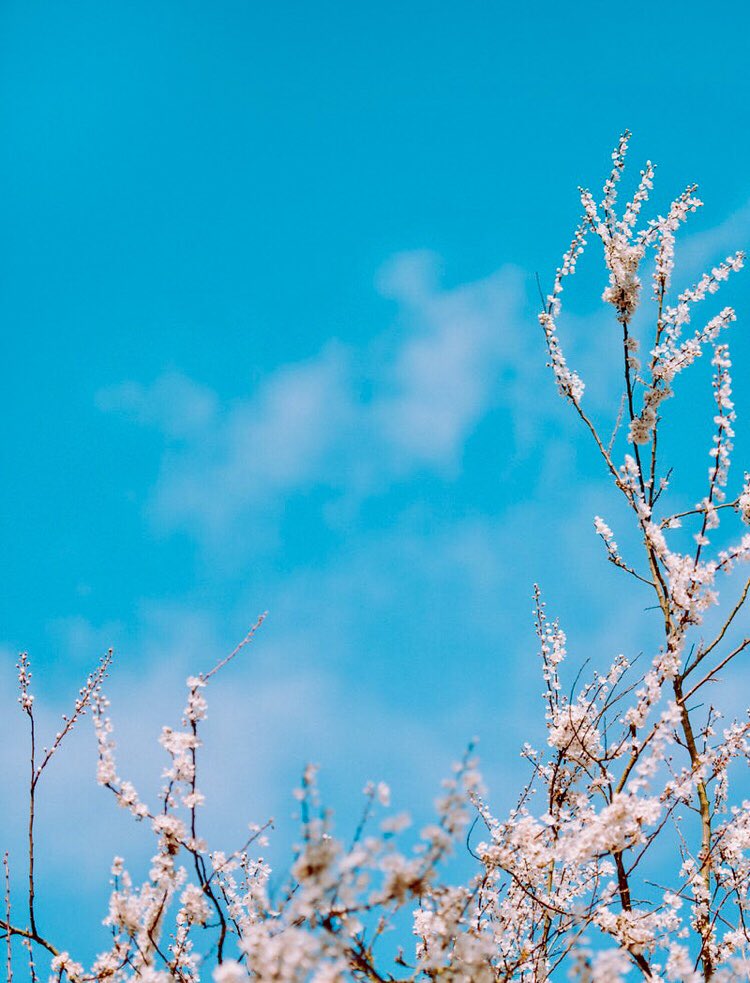 jsavite's tweet image. If the sight of the blue skies fills you with joy, if a blade of grass springing up in the fields has power to move you, if the simple things of nature have a message that you understand, rejoice, for your soul is alive.
Eleonora Duse