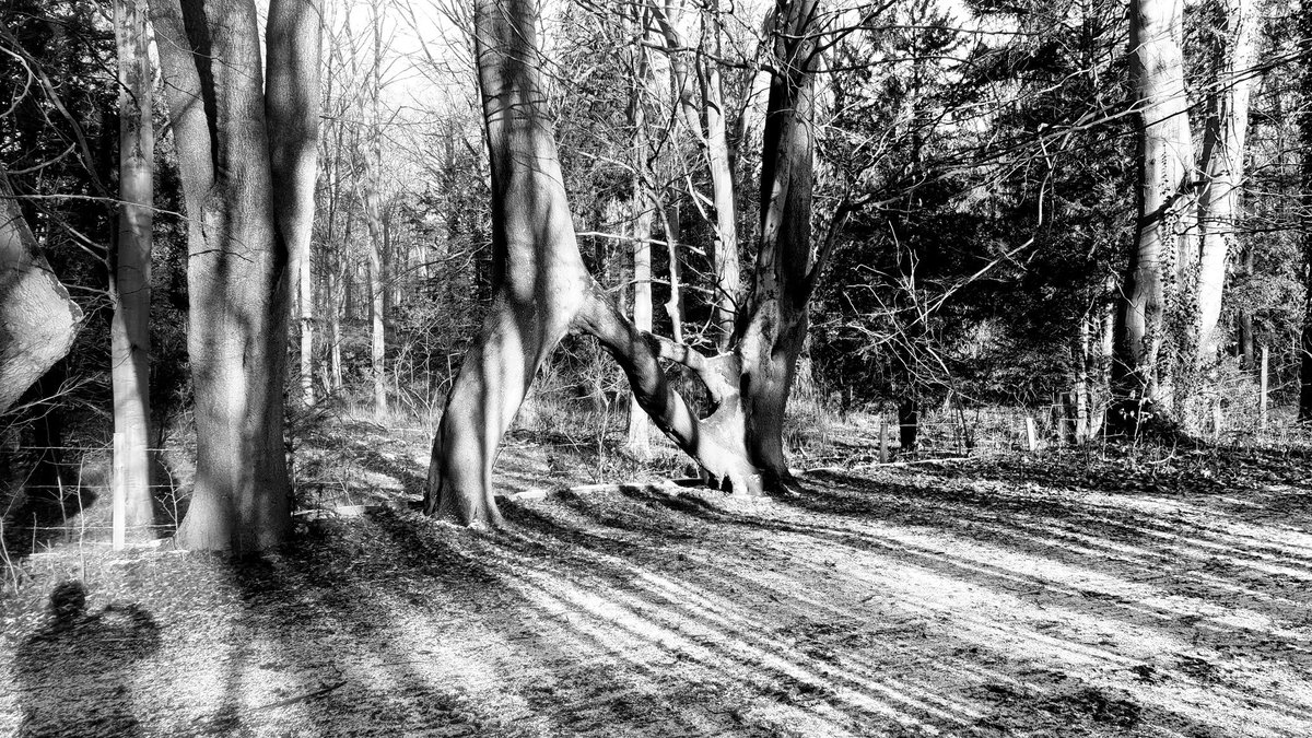 NelliesTree's tweet photo. @greatyorkshow thanks for the follow please give @NelliesTree a #RT and ask your followers to vote for @NelliesTree in #EuropeanTreeOfTheYear @TreeoftheYear https://t.co/0VNmNzTuA4