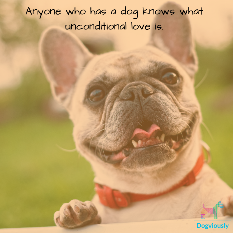 dogviously's tweet image. Anyone who has a dog knows what unconditional love is. Agree?