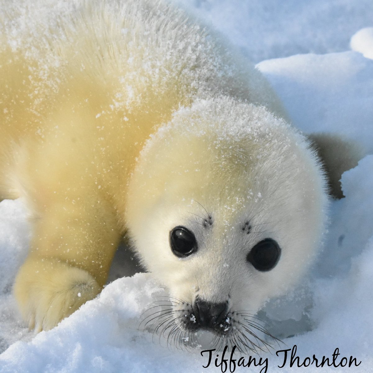 wanderinglobe's tweet image. "An animals eyes have the power to speak a great language." #babyseal #wildlifewednesday #wildlifephotography @Spinthemap @WeLoveCanadaEh