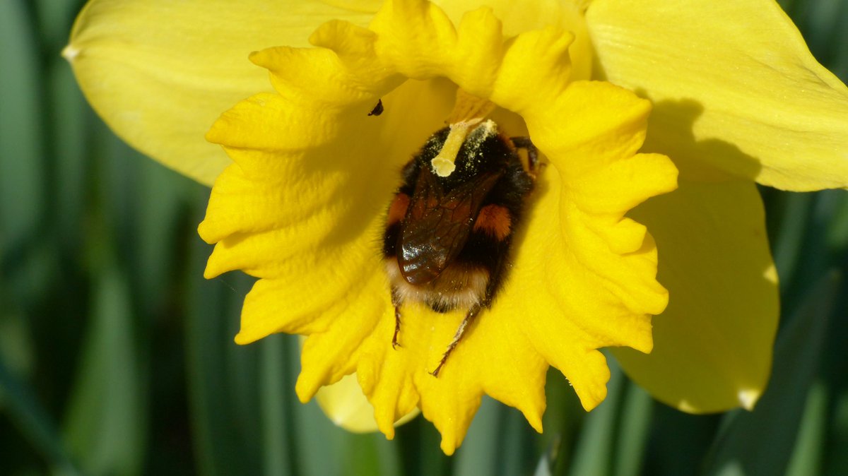 A very worn out Bombus terrestris queen today #ThamesBarrierPark