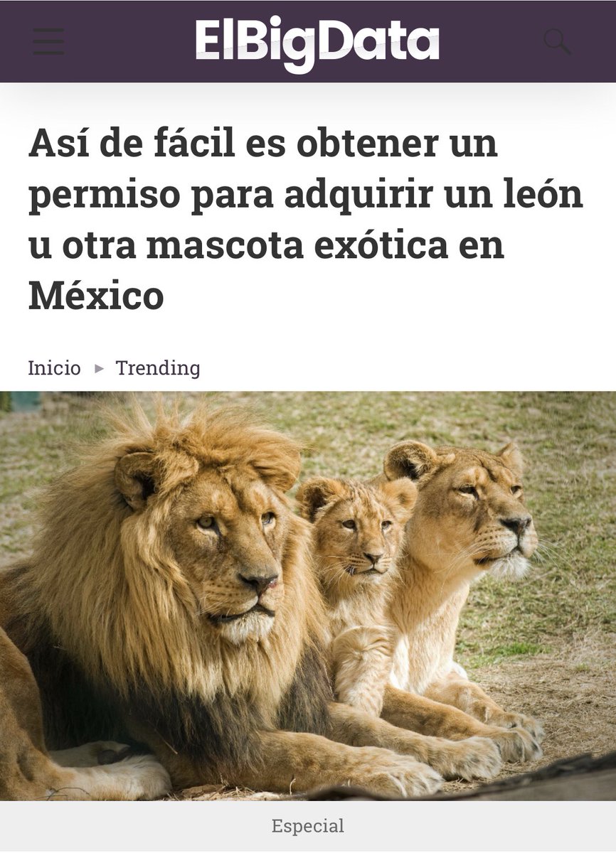 azcarmx's tweet photo. #Falso
La #LGVS define como Mascota a ejemplares de especies de fauna silvestre que por su conducta natural pueden convivir con el hombre en un ambiente doméstico bajo manejo y que no representan riesgos
físicos, sanitarios ni de seguridad para sus dueños.
#UnLeónNoEsMascota https://t.co/LN4pjnfnVl