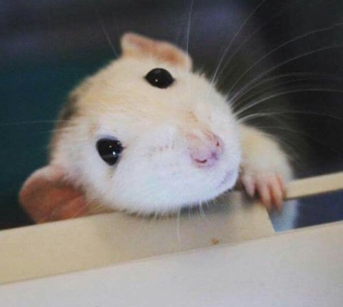 cute rats (@ratspics) on Twitter photo 