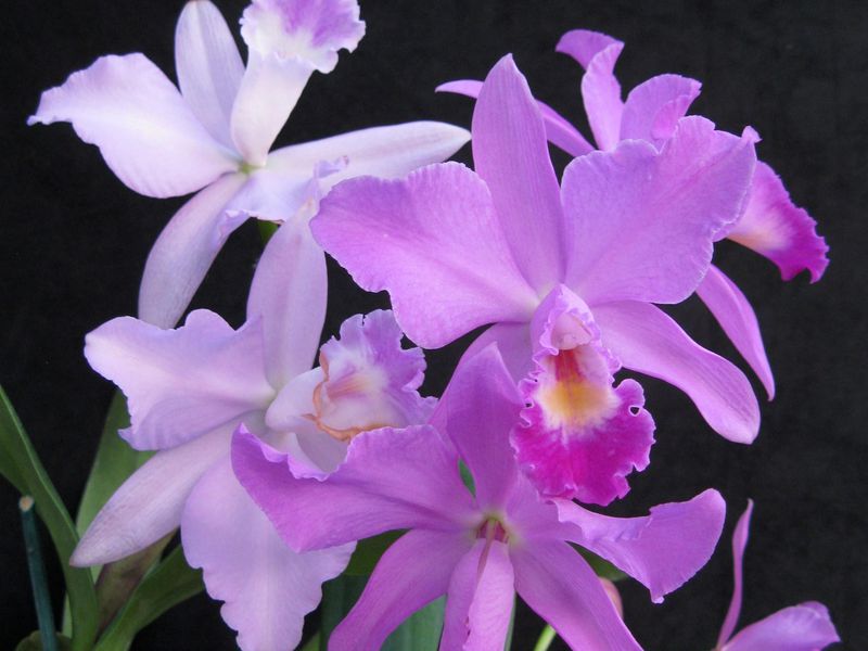 smithsoniannpg's tweet photo. Here’s How Horticulturalists Made the #MichelleObama Orchid. This year’s #orchid show takes over #KogodCourtyard with thousands on view!
https://t.co/hBV7gz5xzW @SmithsonianMag @americanart @SIGardens https://t.co/OJIkJFq22b
