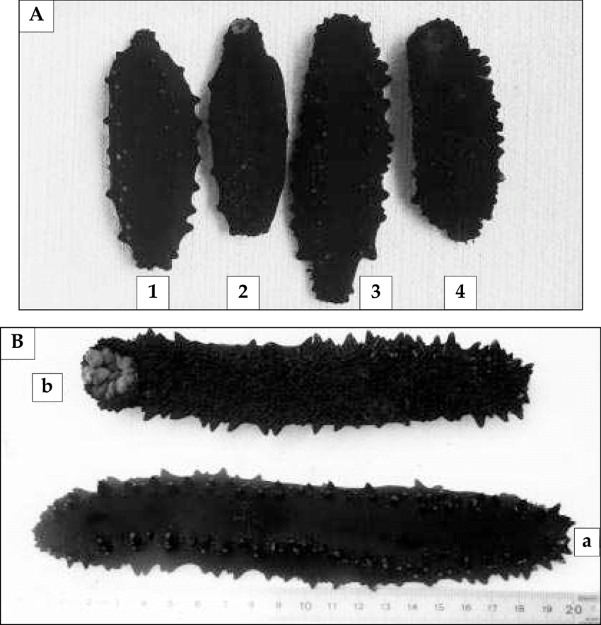 holothuroids's tweet photo. #Iamthenight I am Stichopus chloronotus, black knobby sea🥒. I roam benthic seas of the Indo-Pacific. I don't need sex to reproduce: Thru transverse fission ONE individual becomes TWO. 🤔 about that! Regeneration is a hallmark of echinoderms &amp; I take it to the extreme. #dailycuke https://t.co/wpStBVPsfK