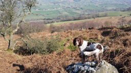 Missing dog, #Yorkesfolly, #PateleyBridge 
Digby male #springerspaniel in photo, Full tail/has liver patches, went missing near yorkes folly, Pateley Bridge 1 hour ago. We have been looking for him since #chipped & collar
Icontact me on 07538692355
Or Lorna on 07854638280