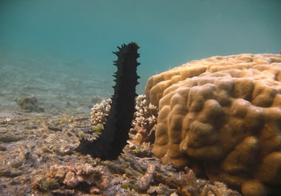 holothuroids's tweet photo. #Iamthenight I am Stichopus chloronotus, black knobby sea🥒. I roam benthic seas of the Indo-Pacific. I don't need sex to reproduce: Thru transverse fission ONE individual becomes TWO. 🤔 about that! Regeneration is a hallmark of echinoderms &amp; I take it to the extreme. #dailycuke https://t.co/wpStBVPsfK