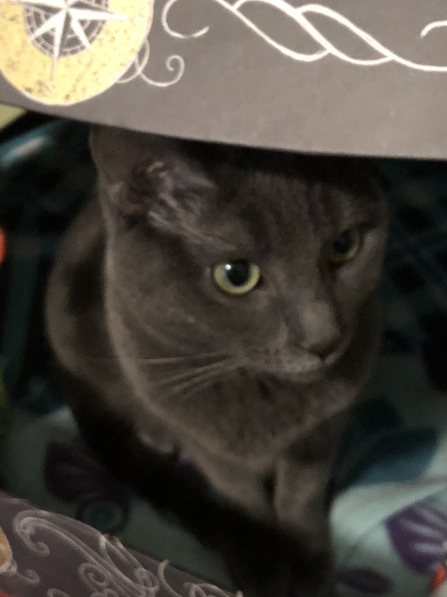 A_affirmations's tweet photo. Ready for #MichaelCohenTestimony Day my Whiskers are Tingling!!! Let’s do This!!#WhiskersWednesday #whereisthepopcorn ##CatsOfTwitter https://t.co/ZeZcdH8Xd5