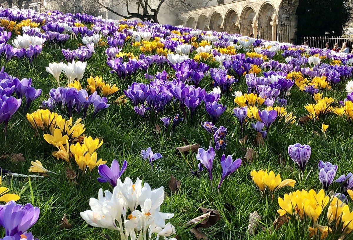 The carpet of crocuses looks even better this week: looking great in the half term sun. <a href="/York_Minster/">York Minster</a> #York #deanspark #crocuses #colour #flowers