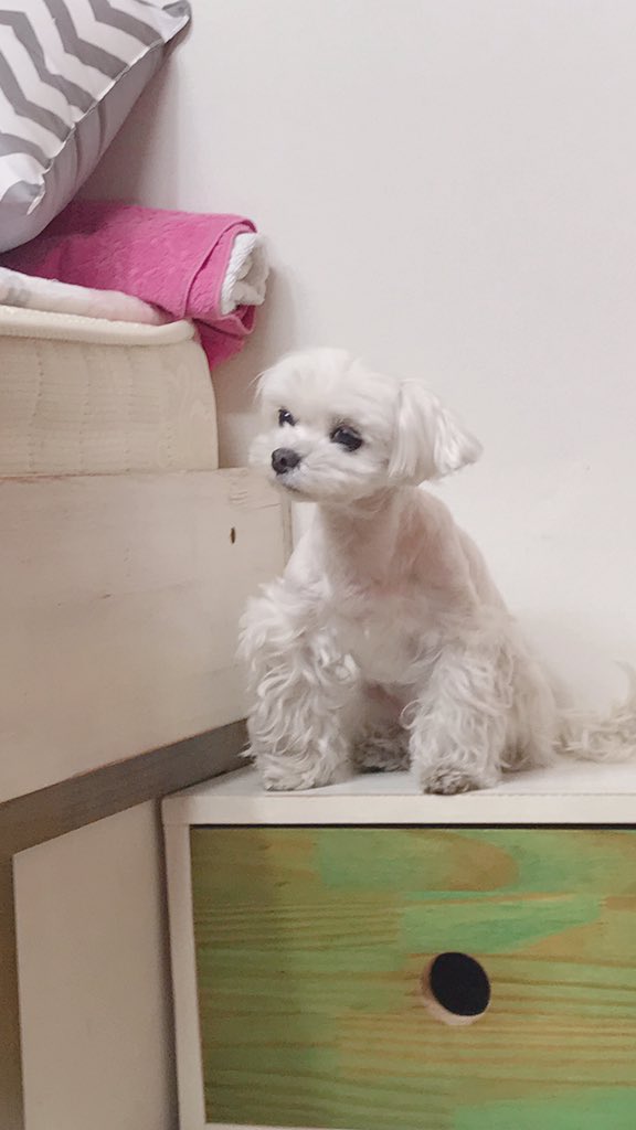 3car_user's tweet photo. [RT💕]
반려견 굿즈를 만들고싶어요.
반려견 커미션을 찾습니다.
그림 손그림 인형 펠트 자수 뭐든 좋아요.
동물작업해보신 분들 계시면 멘션으로 작업물이나 홈페이지 올려주세요.
장기적으로 계속 신청할 예정이니 삭제하지말아주세요. https://t.co/cezFhz0LW0